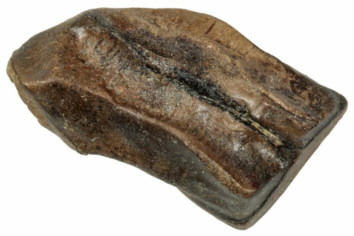Fossil Triceratops Shed Tooth - Wyoming #358185